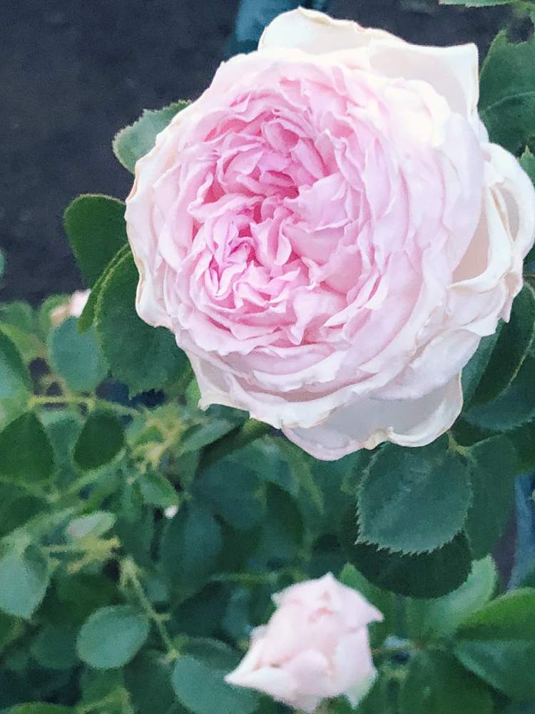 バラ クリスティアーナの投稿画像 By うさこさん ばら バラ 薔薇とマイガーデンとピンク ピンクとつるバラと花のある暮らしと薔薇 19月5月26日 Greensnap グリーンスナップ