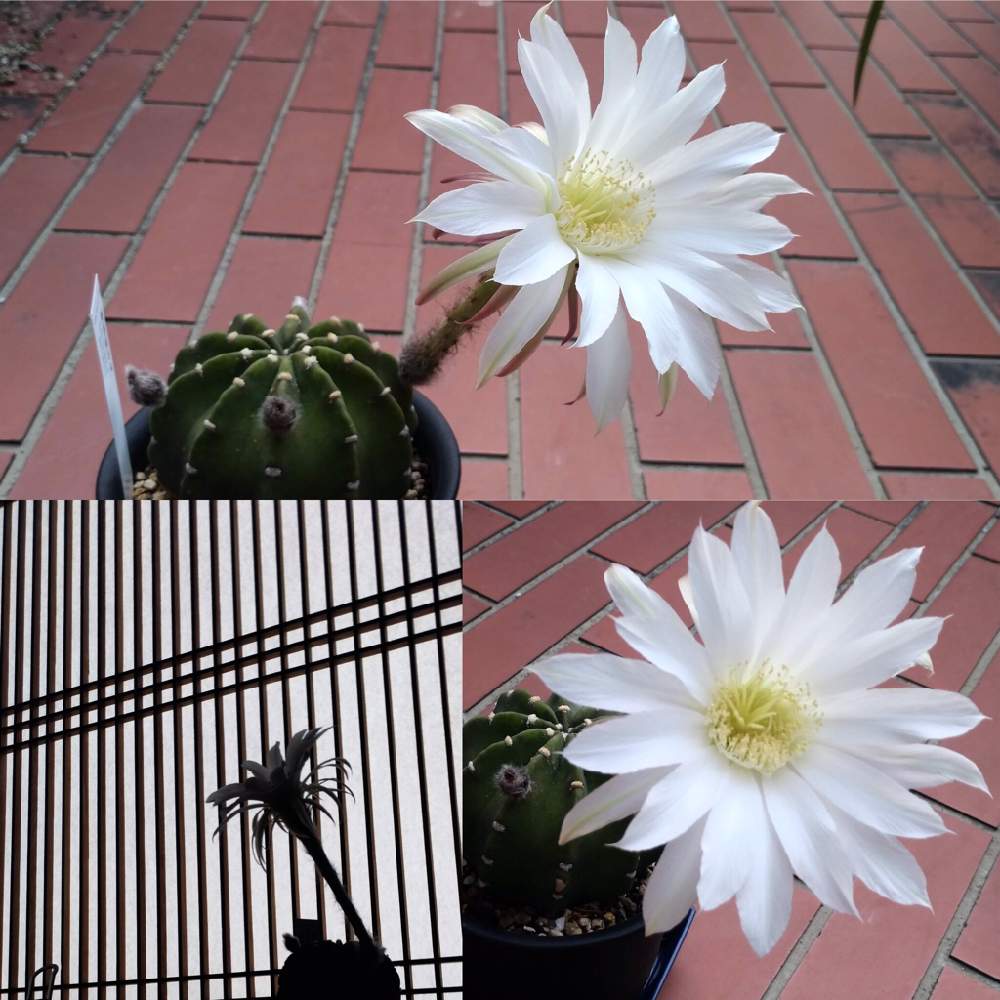 トゲナシタンゲマルの投稿画像 By Kuni92さん 多肉植物とサボテンの花と白い花と花のある暮らし 19月5月26日 Greensnap グリーンスナップ