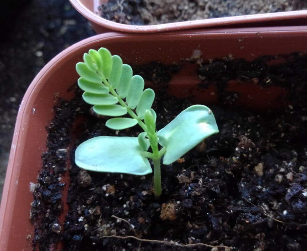 実生の投稿画像 By ｔｋさん 実生に挑戦シリーズと アカシアと小さな庭と実生と実生に挑戦シリーズと アカシア 19月5月26日 Greensnap グリーンスナップ Greensnap グリーンスナップ