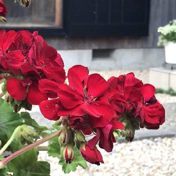 ゼラニウムカリオペの投稿画像一覧 Greensnap グリーンスナップ