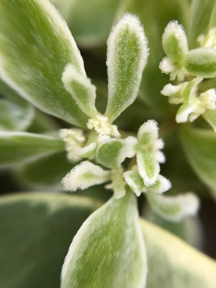 セダムの投稿画像 By ぶぶさん 覆輪丸葉万年草とグランドカバーと半日陰と夏を涼しくと風通し 19月5月26日 Greensnap グリーンスナップ