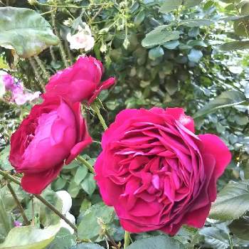 バラ ディープボルドーの画像 by ERIKAさん | 小さな庭とバラ ディープボルドーと薔薇愛同盟といい香りと花のある暮らしと晴れと春の一番花