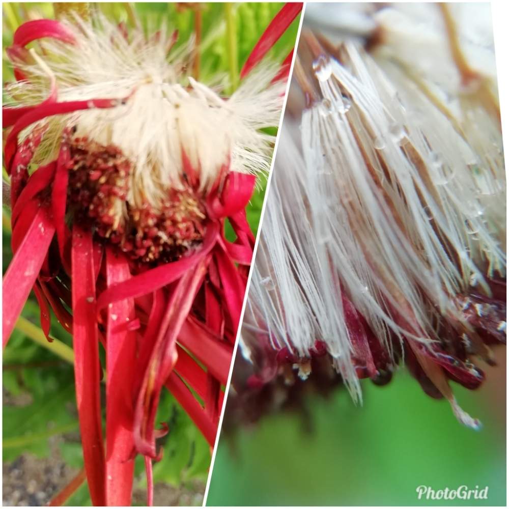 花のある暮らしの投稿画像 By はなちゃんさん ガーベラの綿毛とあちこちで殖えない と鉢に種を撒いてみよう 19月5月26日 Greensnap グリーンスナップ