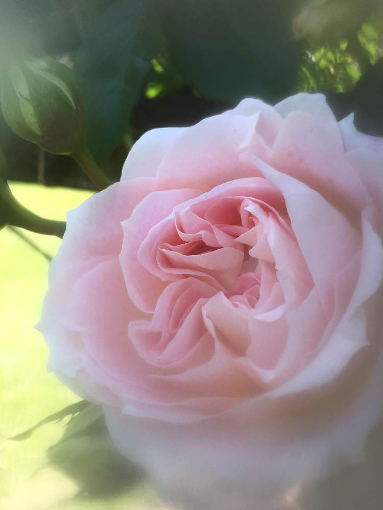 恋人の投稿画像 By ヒーちゃんさん ピンクのバラ と散歩と花言葉と5月とバラ祭りと可愛いと太陽の光を浴びてと花のある暮らしと野津田公園 19月5月26日 Greensnap グリーンスナップ