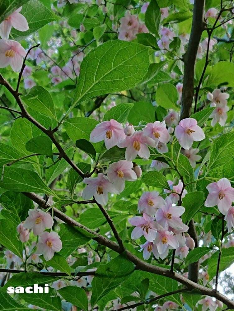 エゴノキ ピンクチャイムの投稿画像 By Sachiさん 花のある暮らしと残したい風景と今日の花便りと樹木の花 19月5月26日 Greensnap グリーンスナップ