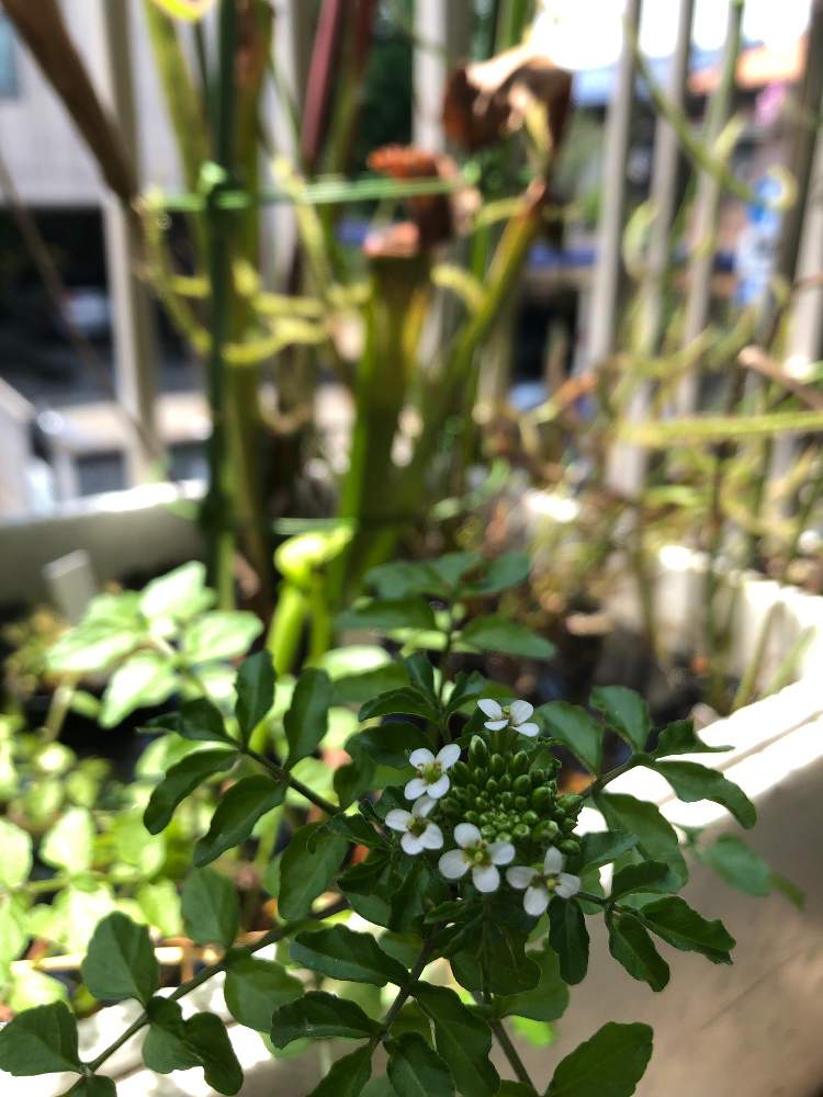 クレソンの投稿画像 By レポートを書き込んでいますさん 食虫植物と悩み中と家庭菜園と食虫植物のある暮らしとgs日和とウォーターガーデニングと美しいとサラセニアとかわいいと白い花とドロセラ類とさようならと天国 19月5月26日 Greensnap グリーンスナップ