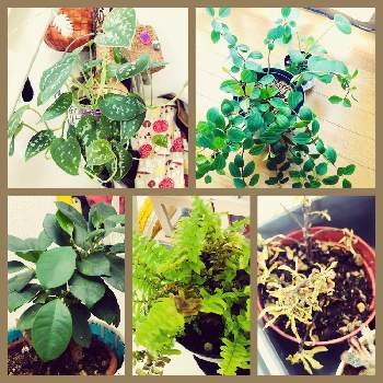 なぜか枯れる多肉植物の投稿画像一覧 Greensnap グリーンスナップ