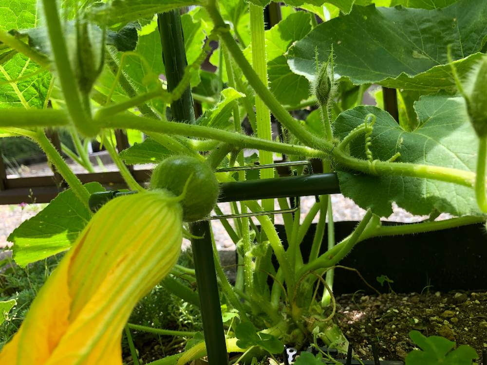 カボチャの投稿画像 By はらぺこのんむしさん 小さな庭と人工授粉とお花女子と雌花と家庭菜園奮闘日記と種子から育てるとかぼちゃの雌花 と人工授粉とお花女子と雌花と家庭菜園奮闘日記と種子から育てるとかぼちゃの雌花 19月5月26日 Greensnap グリーンスナップ