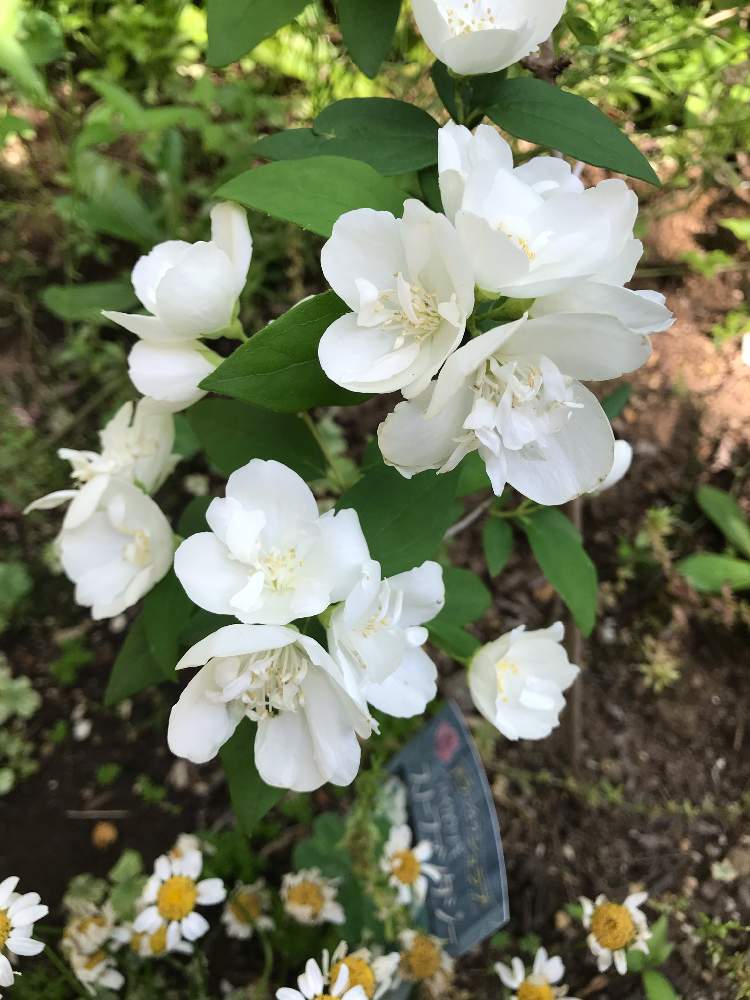バイカウツギ スノーファンタジーの投稿画像 By Popiさん 小さな庭とウツギが好きとナチュラルな庭づくりとお庭を彩るお花 樹木フォトコンと咲いた ʾʾと白くてカワイイ花とウツギが好きとナチュラルな庭づくりとお庭を彩るお花 樹木フォトコンと咲いた ʾʾと白く