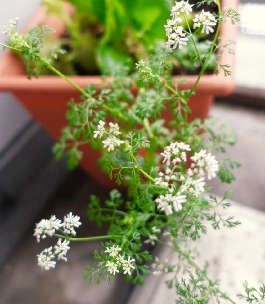 これまでで最高のパクチー 花 すべての美しい花の画像