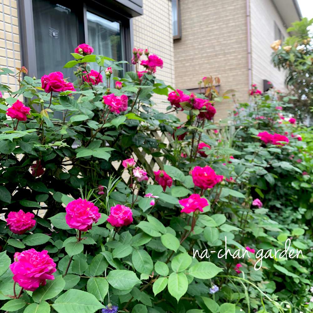 マダムイザークペレールの投稿画像 By Na Chanさん マダムイサークペレールと植物と共に暮らすと薔薇に魅せられてとお庭を彩るお花 樹木フォトコンとつるバラとdiyとキシラデコールとナチュラルスタイルと花のある暮らしとジャンクガーデンと薔薇 とバラ ミニバラと