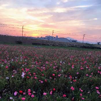 神奈川県平塚市馬入お花畑の投稿画像一覧 Greensnap グリーンスナップ