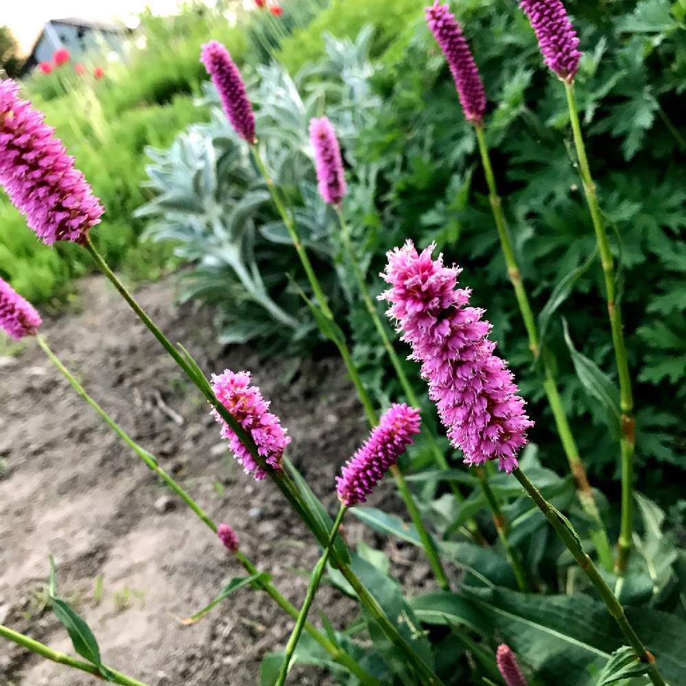 ガーデンの投稿画像 By みのるさん お庭を彩るお花 樹木フォトコンと多年草とガーデニングと花のある暮らしと庭の宿根草 19月5月26日 Greensnap グリーンスナップ