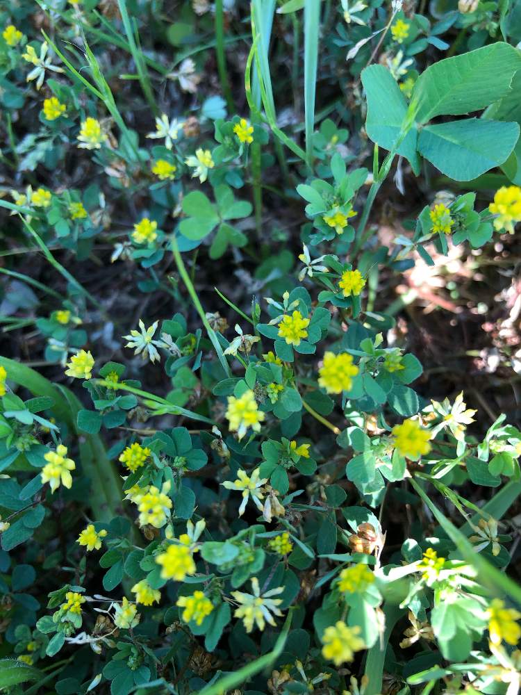 コメツブツメクサの投稿画像 By ひろりんさん 花咲く雑草と葛西臨海公園 19月5月26日 Greensnap グリーンスナップ