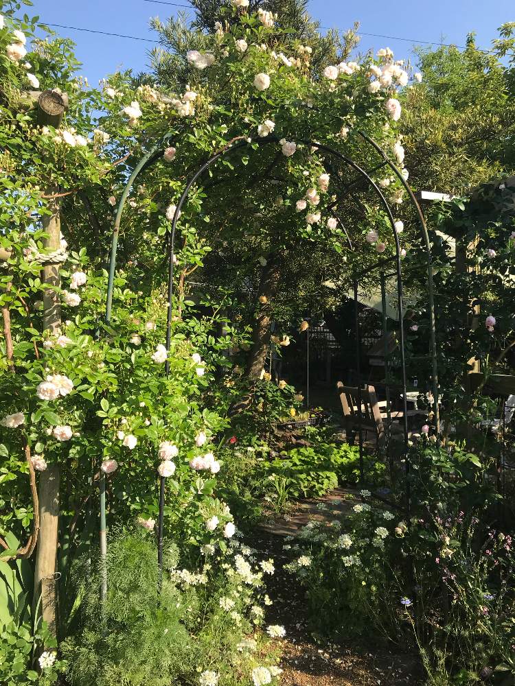 プシュケの投稿画像 By Nekonohige 猫屋敷 さん ランブラー ローズとばら バラ 薔薇と千葉県とピンク ピンクとナチュラルガーデンと植中毒とバーゴラとバラ オールドローズとgreensnapmarcheとナチュラルスタイルと花のある暮らしとバラ ミニバラとロザリアンと