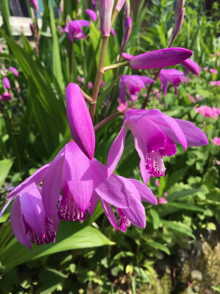 紫蘭の投稿画像 By みどさん 花のある暮らしと春の庭と赤紫の花と耐寒性宿根草と庭の宿根草とみどりのある暮らし 19月5月26日 Greensnap グリーンスナップ