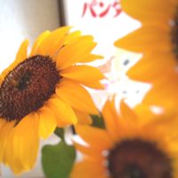 ヒマワリ,向日葵,プレゼント,ビタミンカラー,花のある暮らしの画像
