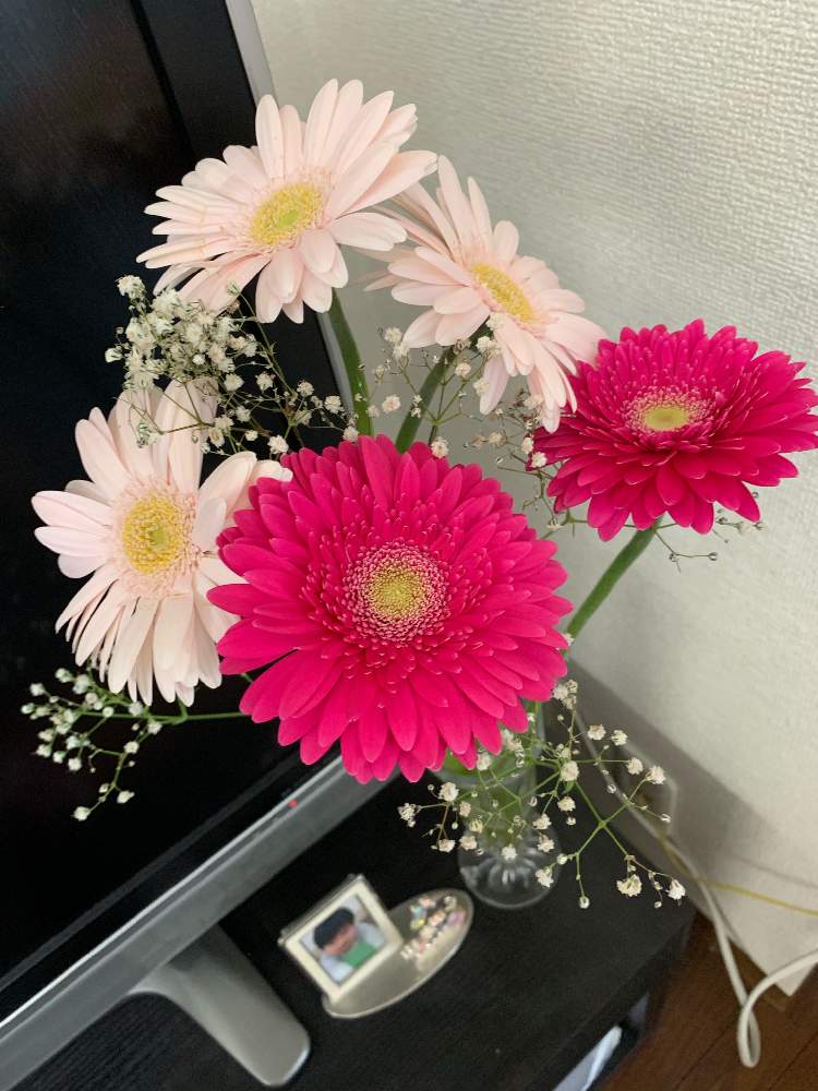 ガーベラの投稿画像 By ピコさん かすみ草 19月5月27日 Greensnap グリーンスナップ
