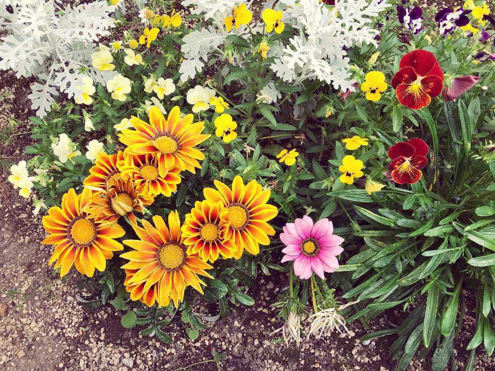 ガザニアの投稿画像 By みりんさん パンジー ビオラとシルバーリースと花のある暮らしと毎年咲いてくれると暑さに負けずと適当ガーデニング 19月5月27日 Greensnap グリーンスナップ