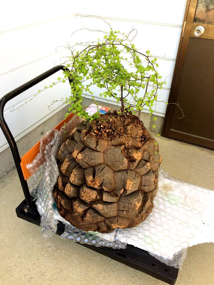 亀甲竜の投稿画像 By Uri Uriさん お出かけ先と冬型塊根とコーデックスと塊根植物と台車と亀甲竜 と冬型塊根とコーデックスと塊根植物と台車と亀甲竜 19月5月27日 Greensnap グリーンスナップ Greensnap グリーンスナップ 亀甲竜の投稿画像 By Uri Uriさん お出かけ先と冬型塊根とコーデックスと塊根植物と台車と亀甲竜 と冬型塊根とコーデックスと塊根植物と台車と亀甲竜 19月5月27日 Greensnap グリーンスナップ Greensnap グリーンスナップ