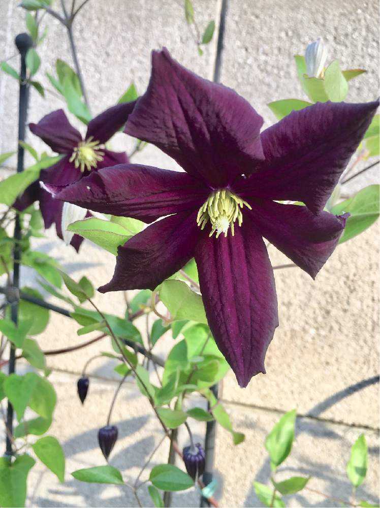 55＊インテグリフォリア系クレマチス（ロウグチ） 2年苗