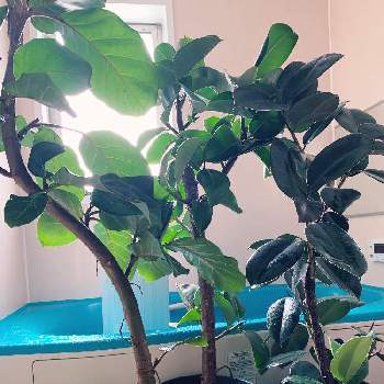 フィカスソフィアの投稿画像一覧 Greensnap グリーンスナップ