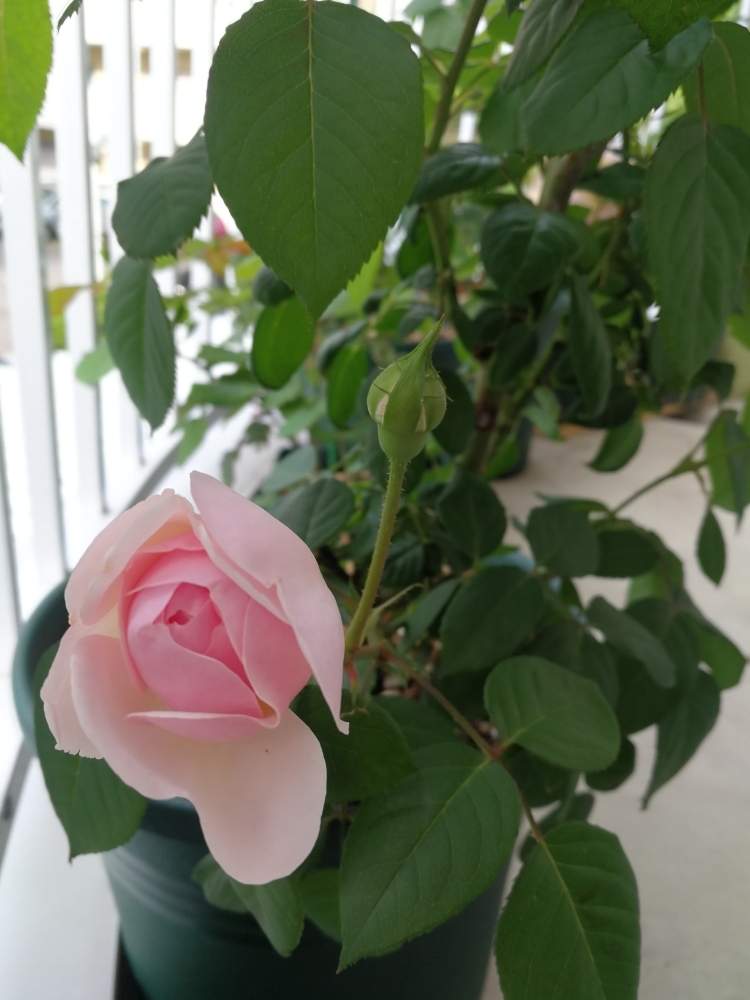 オリビアローズ オースチンの投稿画像 By りこさん バラ初心者とオリビアローズオースチンとピンクのバラ と新米ロザリアンといいにおい と薔薇 が好き と可愛いと花のある暮らしと薔薇 と咲いた 19月5月27日 Greensnap グリーンスナップ