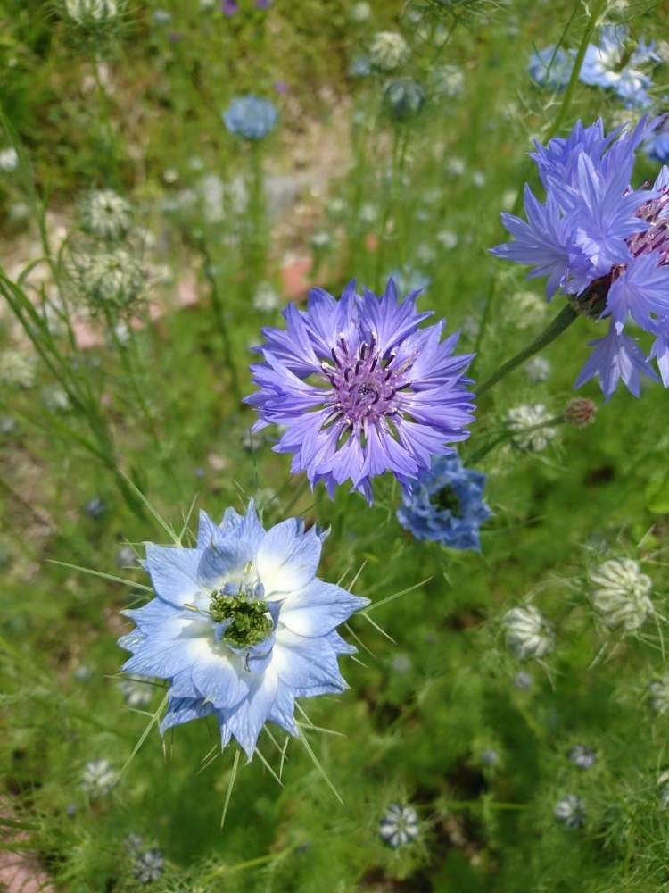 ガーデニングの投稿画像 By Misaneさん 可愛いとこぼれ種とブルーの花 19月5月27日 Greensnap グリーンスナップ