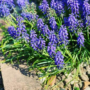 ムスカリ レディーブルーの投稿画像一覧 Greensnap グリーンスナップ