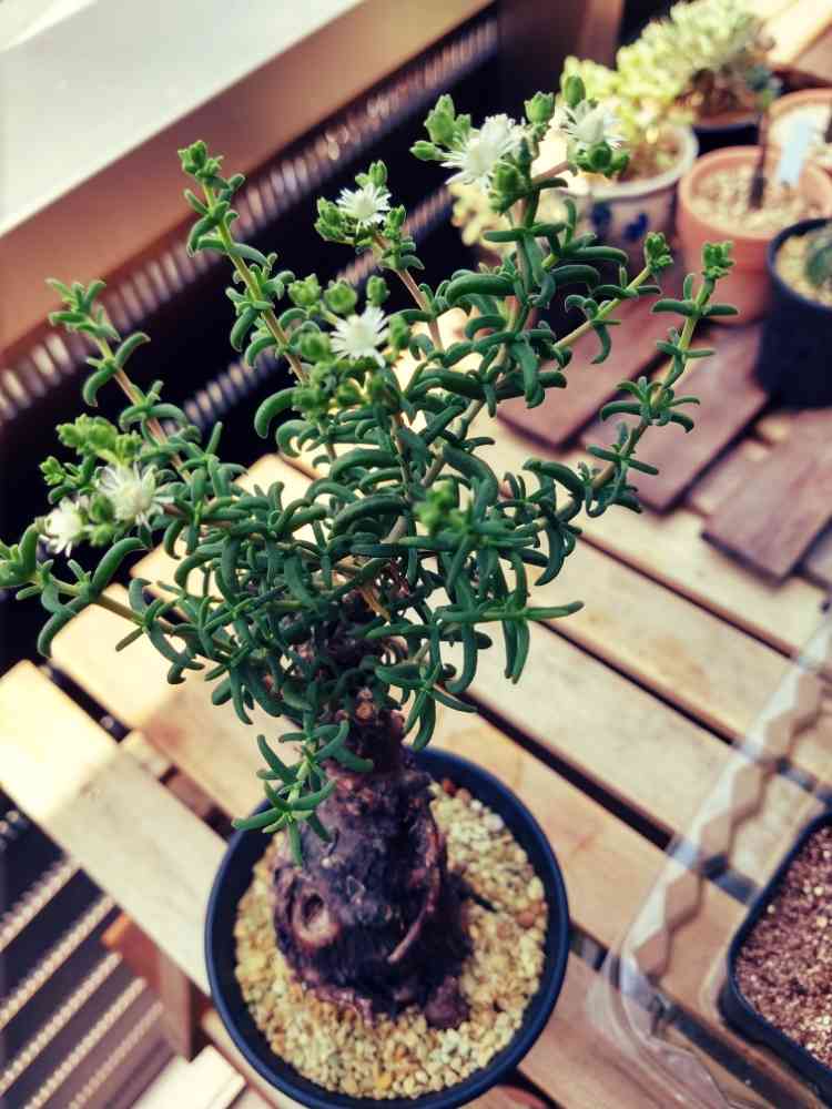 メストクレマ アルボリフォルメ - 観葉植物