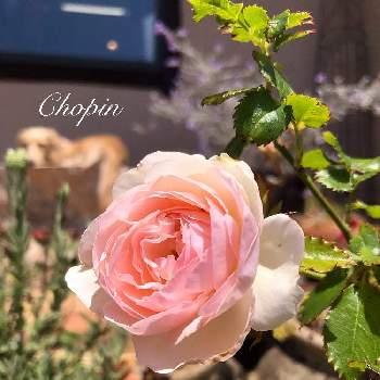 デンジャラスガーデンの画像 by Chopin(ショパン)さん | ピェール・ドゥ・ロンサールと暑い！とピエール  ドゥ  ロンサールとばら バラ 薔薇とクライミングローズと薔薇に魅せられてとバラ・ピエールドゥロンサールとGS映えとナチュラルガーデンと薔薇のある暮らし♡と庭の植物とGSコラボとナチュラルスタイルと薔薇♪とばら 薔薇 バラとバラ・ミニバラとiPhone撮影と薔薇の花とエレモフィラ ニベア＊とデンジャラスガーデンとアフタヌーン