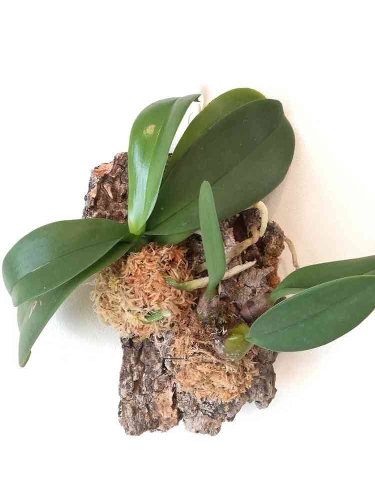 コルクに蘭の寄せ植えをする｜🍀GreenSnap（グリーンスナップ）