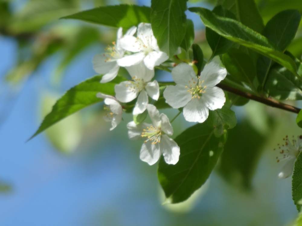 草 野山の樹木の投稿画像 By いつもの草さん 癒しとチッチャイ星人同盟とgs映えとgs日和と山野草大好き協会と植中毒と森のがっこうと花のある暮らしと 白い花 19月5月27日 Greensnap グリーンスナップ 草 野山の樹木の投稿画像 By いつもの草さん 癒しとチッチャイ星人同盟とgs映えとgs日和と山野草大好き協会と植中毒と森のがっこうと花のある暮らしと 白い花 19月5月27日 Greensnap グリーンスナップ