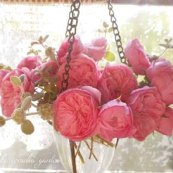 フィレールの画像 by コーネリアさん | 窓辺とバロータとフィレールとバラと暮らすと薔薇愛同盟と植中毒とお庭の花たちと花のある暮らしとかわいいな♡と『窓辺に飾られた植物』フォトコンテストといい香り♡