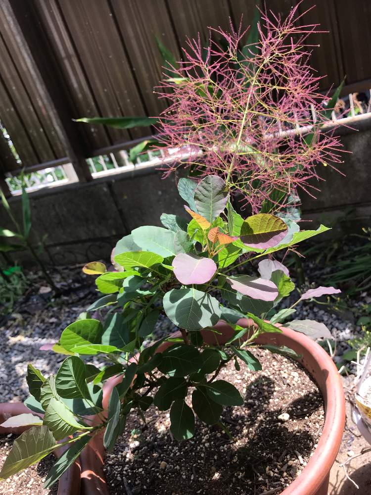 スモークツリー リトルルビーの投稿画像 By ぶたぶたこぶたさん シンボルツリー 19月5月27日 Greensnap グリーンスナップ