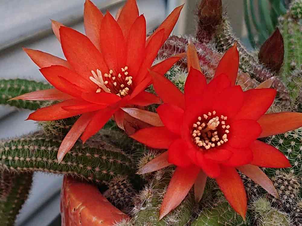 多肉植物 花サボテン 白檀 エディス カキコ - メルカリ
