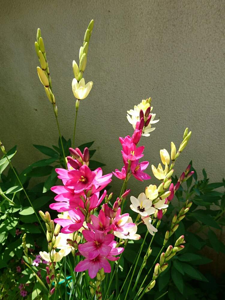 イキシアの投稿画像 By あみさん 19月5月27日 Greensnap グリーンスナップ