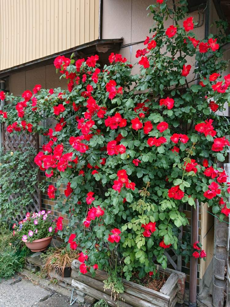 つるバラの投稿画像 By 山ちゃんさん サラバンドと今日のバラと花のある暮らしと我が家のバラ 19月5月27日 Greensnap グリーンスナップ