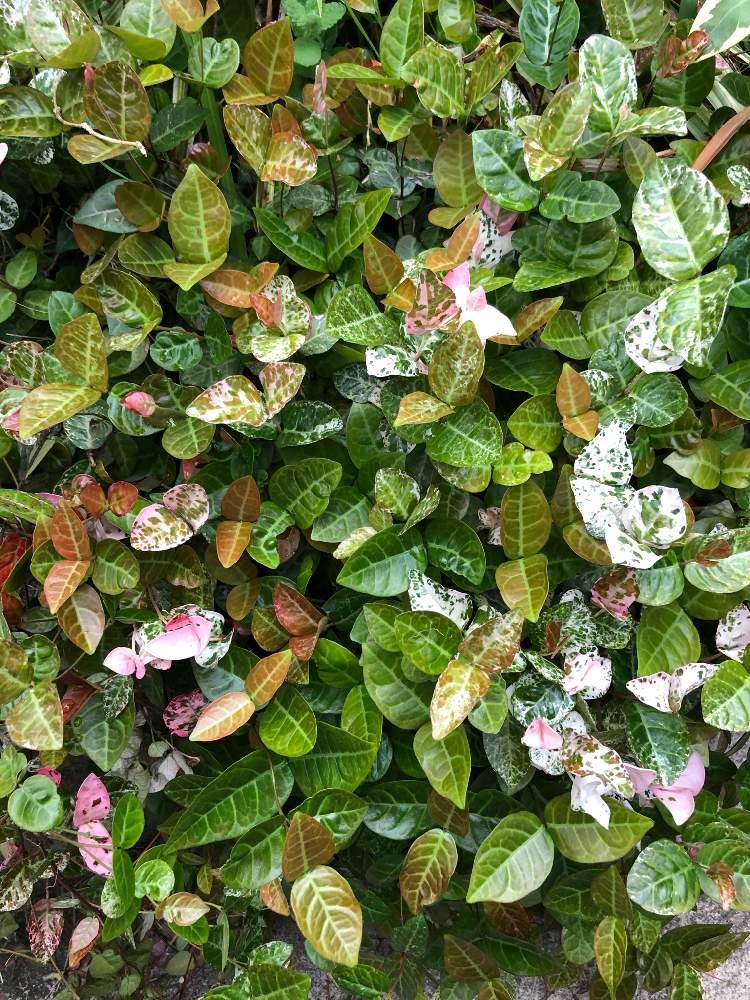 初雪カズラの投稿画像 By Heathさん 小さな庭とつる性植物とキョウチクトウ科と葉を楽しむとつる性植物とキョウチクトウ科と葉を楽しむ 19月5月27日 Greensnap グリーンスナップ Greensnap グリーンスナップ