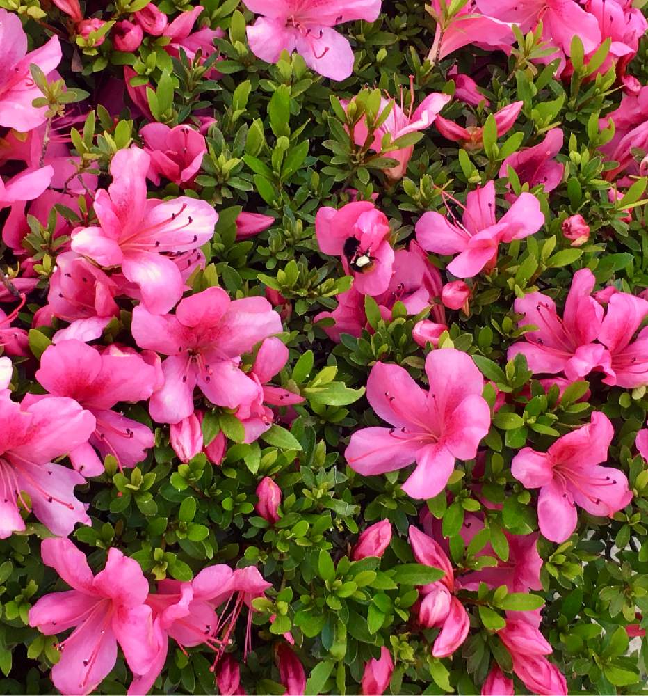 サツキの投稿画像 By みゃんさん ピンクの花と花のある暮らしと春の花 とよそ様の植え込みとピンクの花と花のある暮らしと春の花 とよそ様の植え込み 19月5月27日 Greensnap グリーンスナップ Greensnap グリーンスナップ