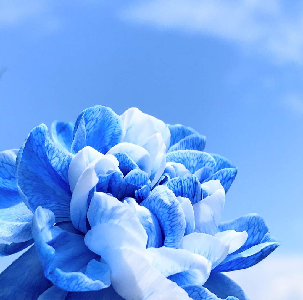 バルコニー ベランダの投稿画像 By ふゆざくらさん 癒やされると水色の花とグラデーションと空色ときれいとブルーの花と切り花と癒やされると水色の花 とグラデーションと空色ときれいとブルーの花と切り花 19月5月27日 Greensnap グリーンスナップ