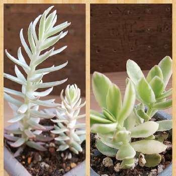 天狗の舞錦 の投稿画像一覧 Greensnap グリーンスナップ