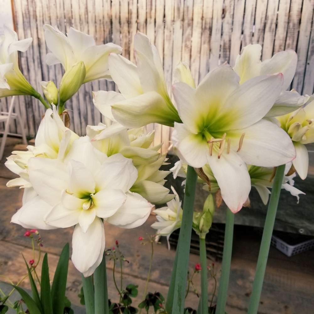 アマリリス アラスカの投稿画像 By 河野自然園さん アマリリス とgs映えと横浜と季節の花とガーデニングと花のある暮らしと白い花と球根植物と河野自然園 19月5月27日 Greensnap グリーンスナップ