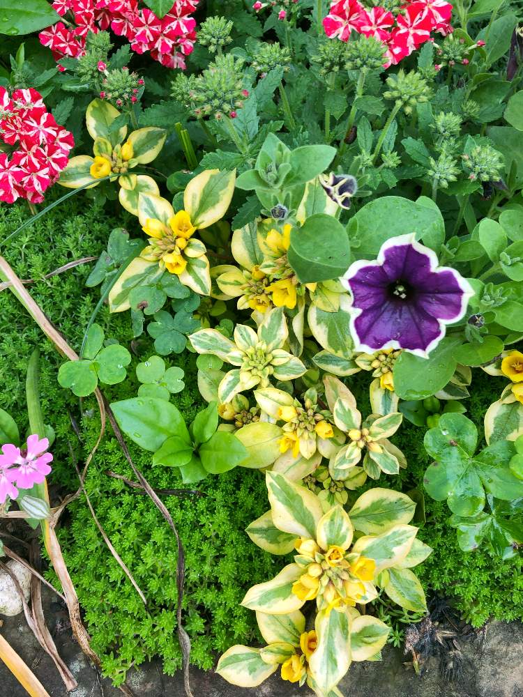 初開花 の投稿画像 By よもぎさん かわいい子 とモリモリ成長中 と小さな花壇と花のある暮らし 19月5月27日 Greensnap グリーンスナップ