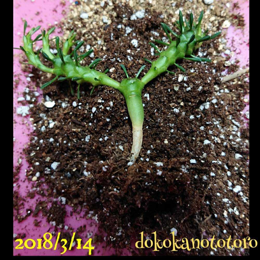 v(^0^)v ユーフォルビア “ゴルゴニス”発根済み