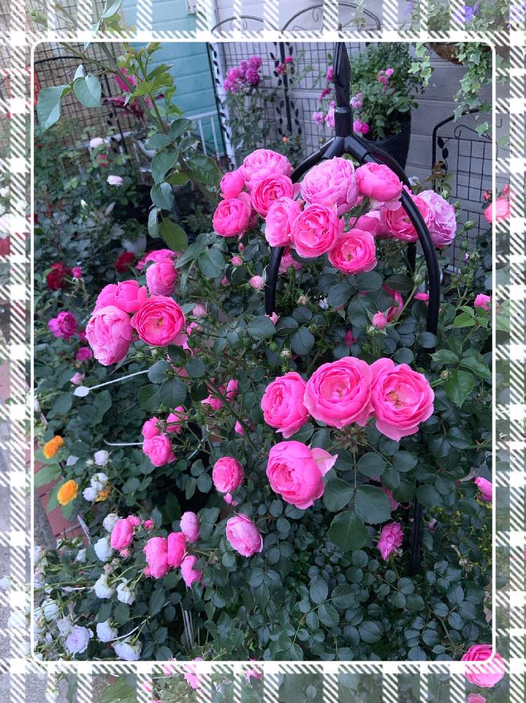 薔薇の投稿画像 By もみじさん ポンポネッラと幸せとばら バラ 薔薇と薔薇愛同盟とつるバラと薔薇 ポンポネッラとバラ の蕾とオベリスクと全部gsのせいだと蚊取り線香と小さな小さな庭と花のある暮らしとばら 薔薇 バラと三種の神器とバラのつぼみ 19月5月27日
