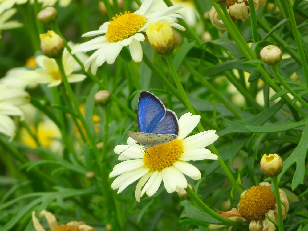マーガレットの投稿画像 By 花と虫と風と空とさん ヤマトシジミ 19月5月27日 Greensnap グリーンスナップ