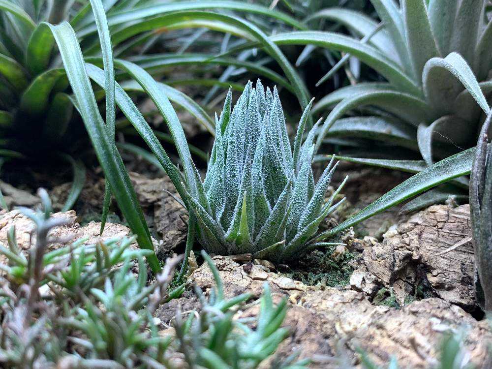 チランジア　スプレンゲリアナ　臨海型　sprengeriana 🌱Tillandsia sprengeliana【Czech Republic🇨🇿】🌱 臨海型ぽい