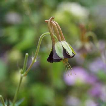 チョコ色の花の投稿画像一覧 Greensnap グリーンスナップ