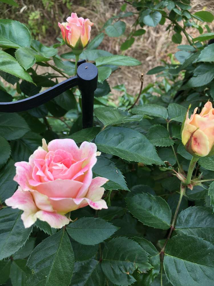 バラ シーザーの投稿画像 By コーネリアさん クライミングローズとピンクの薔薇と1番花と庭木とメイアンと憧れの花と花のある暮らしとフリル咲きとバラ ミニバラ 19月5月27日 Greensnap グリーンスナップ